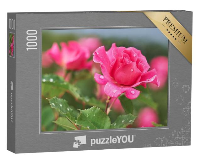 Puzzel 1000 stukjes „Roze roos met regendruppels“