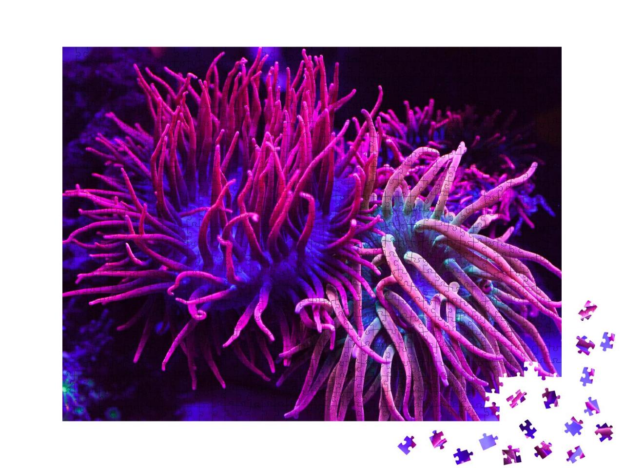 Puzzle 1000 Teile „Strahlend violette Korallen in einem Meeresaquarium“