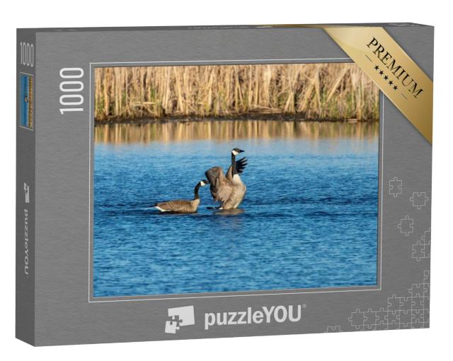 Puzzel 1000 stukjes „Canadese ganzen op het meer“