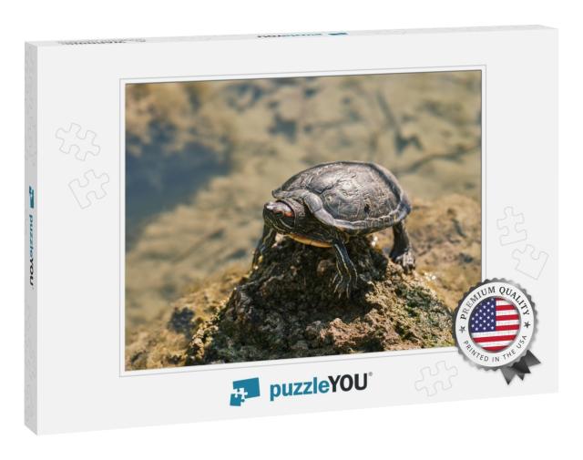 Cute Turtle in a Lake... Jigsaw Puzzle