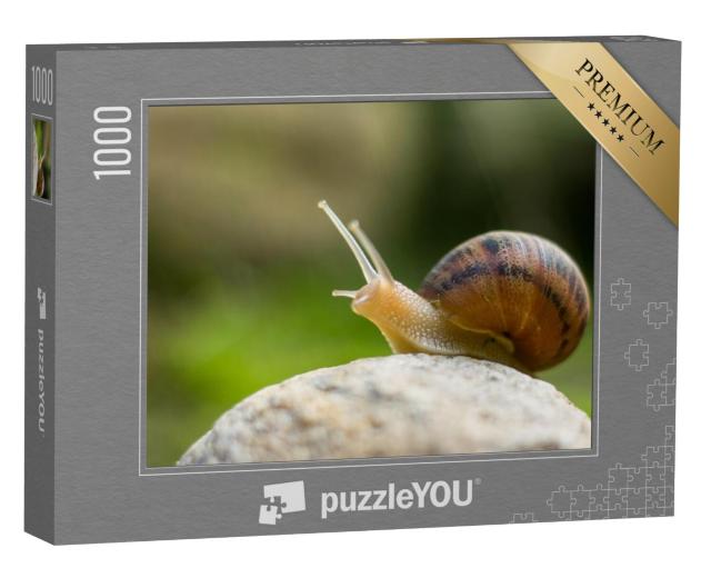 Puzzel 1000 stukjes „Nieuwsgierige kleine wijngaardslak“