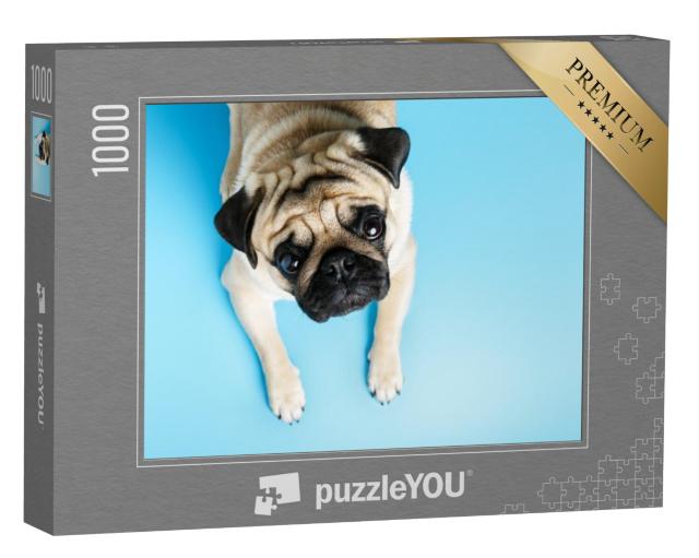 Puzzel 1000 stukjes „Beige mopshond met een vertrouwenwekkende blik“