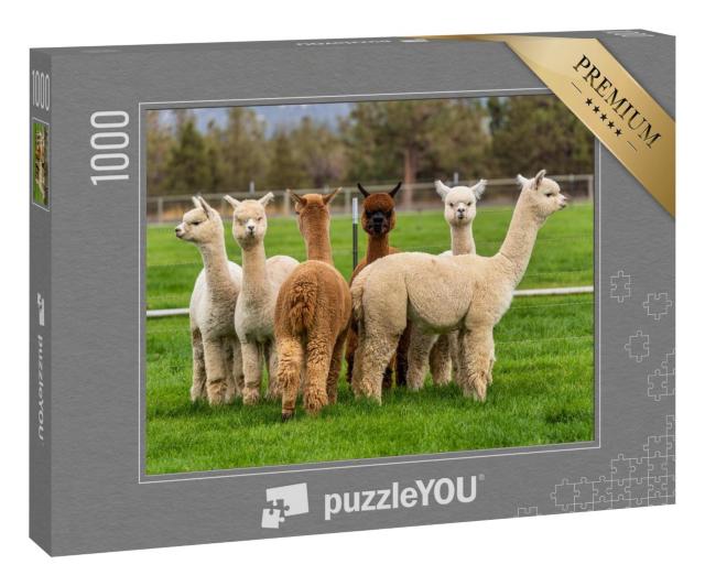 Puzzle 1000 Teile „Alpakas auf einer Ranch auf einem Bauernhof, Oregon“