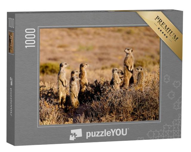 Puzzel 1000 stukjes „Een schattige stokstaartjesfamilie in de vroege ochtend“