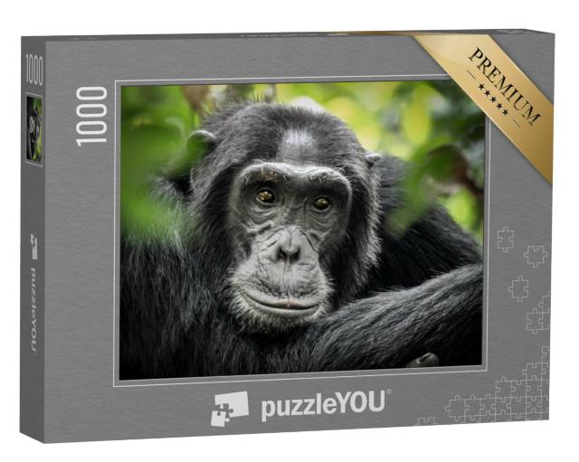 Puzzel 1000 stukjes „Chimpansee in Kibale Forest National Park, Oeganda, Afrika“