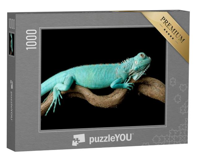 Puzzel 1000 stukjes „Blauwe leguaan, Cyclura lewisi“