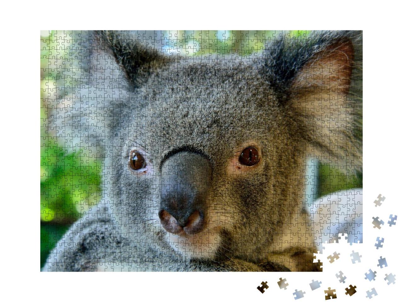 Puzzle 1000 Teile „Wunderschönes Porträt eines Koalas“