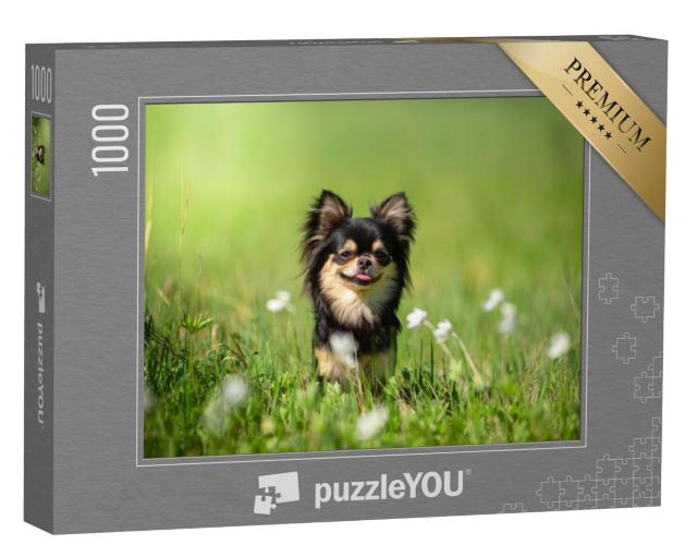 Puzzel 1000 stukjes „Chihuahua hond op een zonnige open plek“