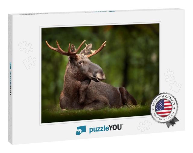 Elk or Moose, Alces Alces in the Dark Forest During Rainy... Jigsaw Puzzle
