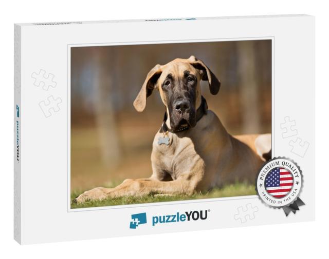 A Purebred Great Dane Dog Without Leash Outdoors in the N... Jigsaw Puzzle