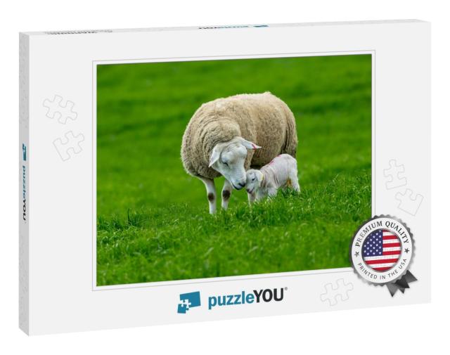 Texel Cross Ewe, a Female Sheep with Her Newborn Lamb. a... Jigsaw Puzzle