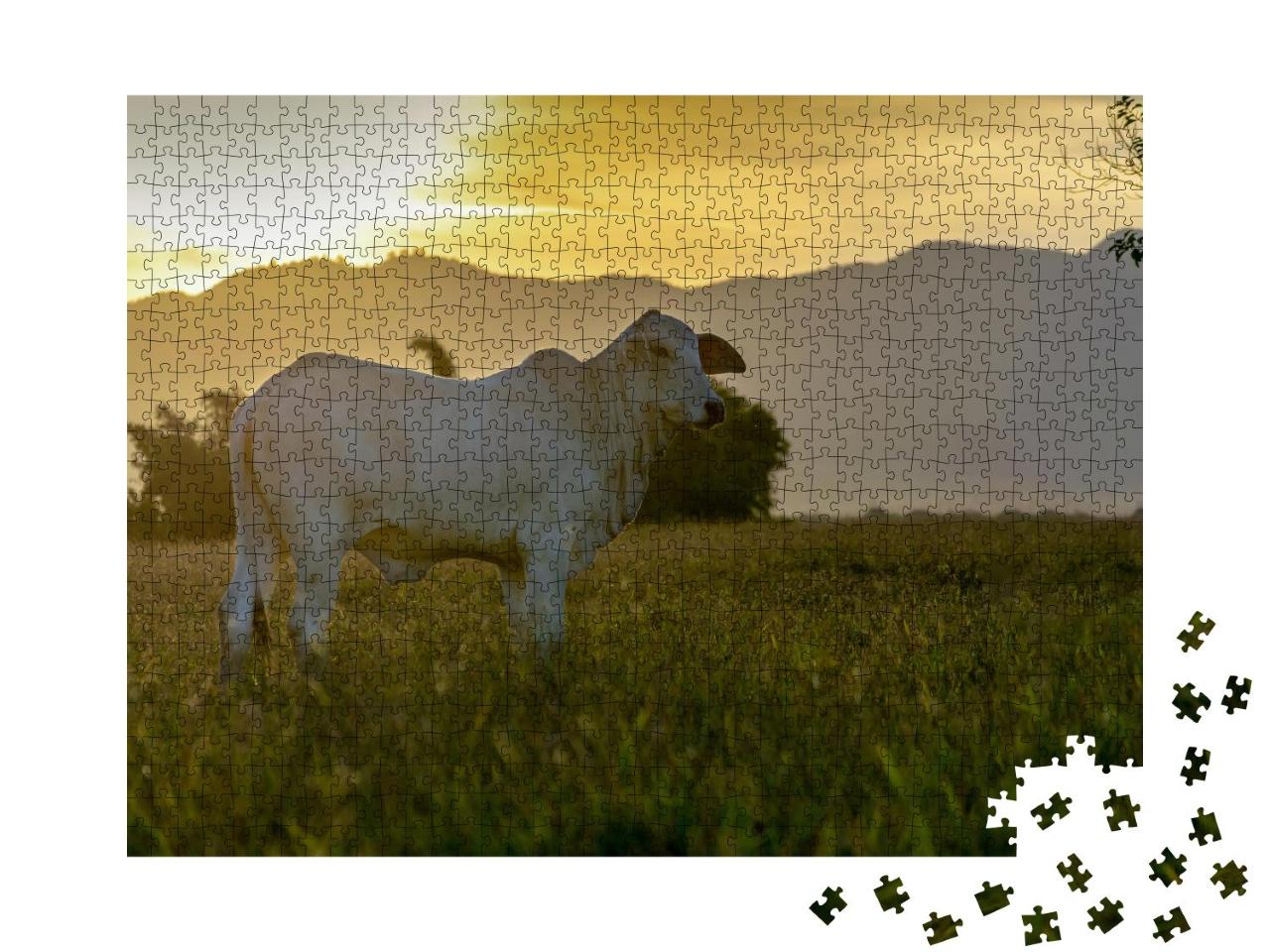 Puzzle 1000 Teile „Nelore-Rind auf der Weide im Sonnenuntergang“