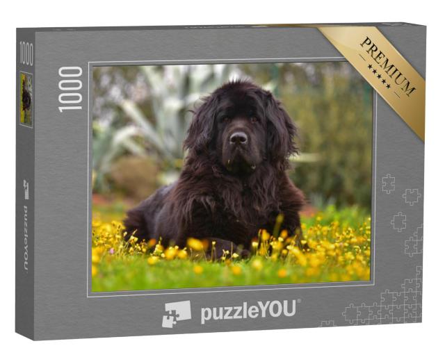 Puzzel 1000 stukjes „Prachtig Newfoundland“