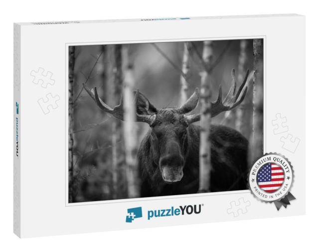 Mammal - Bull Moose Alces. Portrait of Elk, Moose. Moose... Jigsaw Puzzle