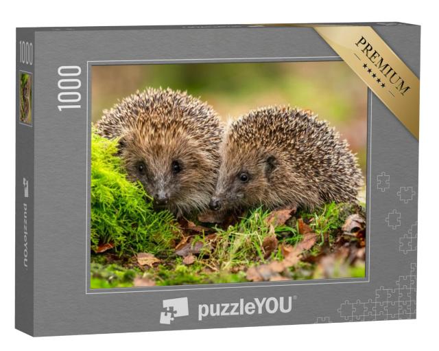 Puzzel 1000 stukjes „Twee egels knuffelen in het mos en de bladeren“