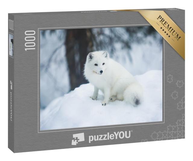 Puzzle 1000 Teile „Nahaufnahme eines Polarfuchses in Finnland“