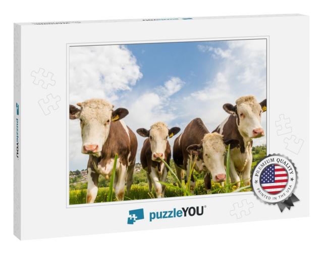 Red & White Spotted Cows Looking Into the Camera & Standi... Jigsaw Puzzle