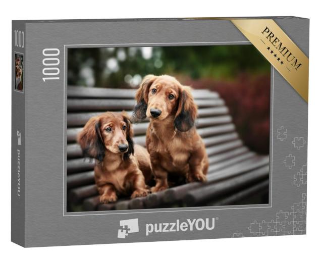 Puzzel 1000 stukjes „Twee schattige teckelpuppy's op een bankje“