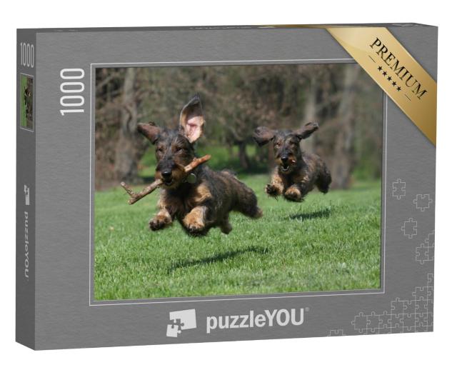 Puzzel 1000 stukjes „Twee honden: ruwharige teckel ras“