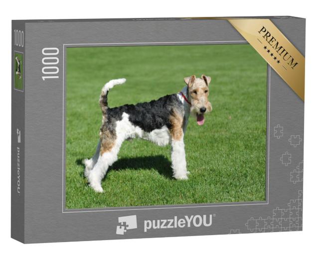 Puzzel 1000 stukjes „Draadharige Fox Terrier“