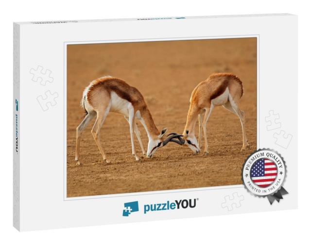 Two Male Springbok Antelopes Antidorcas Marsupialis Fight... Jigsaw Puzzle