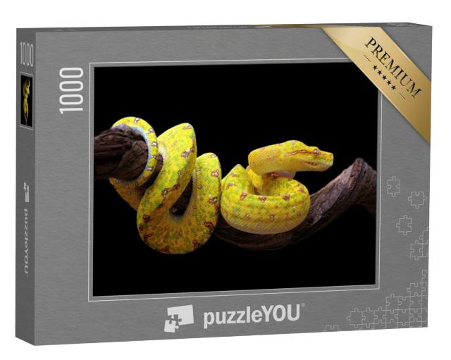 Puzzel 1000 stukjes „Gele boompython, verstrengeld op een tak“