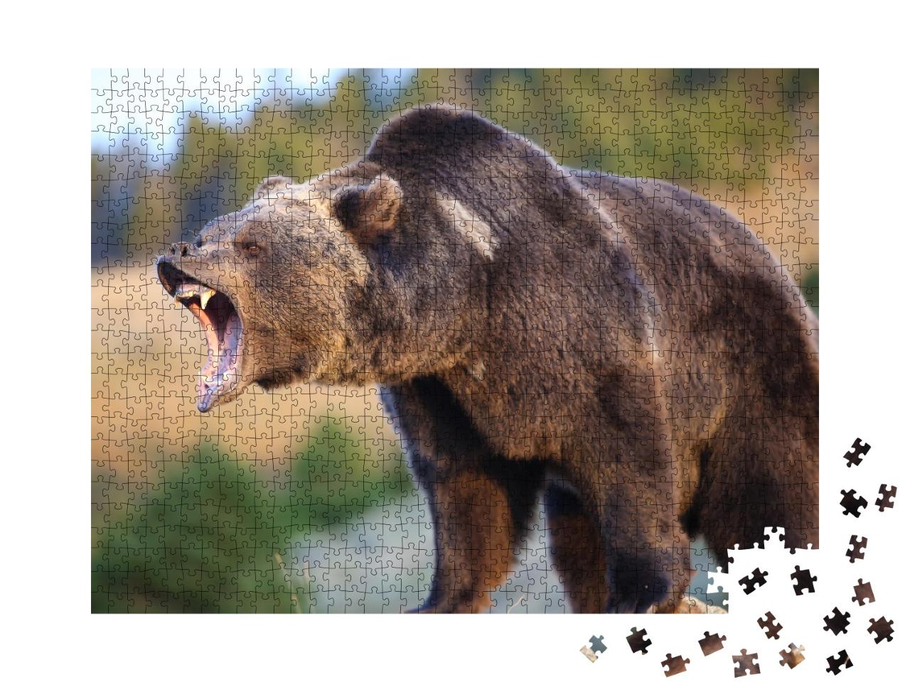 Puzzle 1000 Teile „Nordamerikanischer Braunbär: Grizzly“