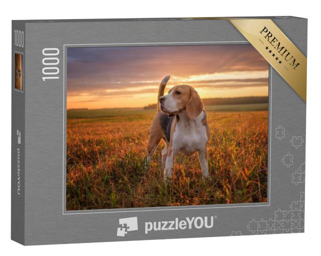 Puzzel 1000 stukjes „Een beagle gaat wandelen na de regen in de zomer“