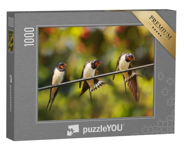 Puzzel 1000 stukjes „Dorpszwaluwen poetsen hun veren“