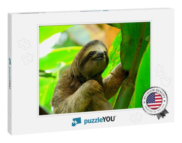 Sloth in Puerto Viejo, Costa Rica... Jigsaw Puzzle