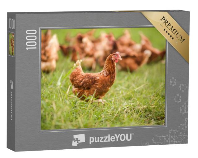 Puzzel 1000 stukjes „Kippen in de wei“