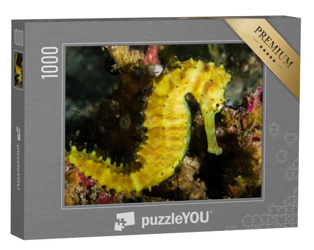 Puzzel 1000 stukjes „Zeepaardje op een koraalrif, Thailand“