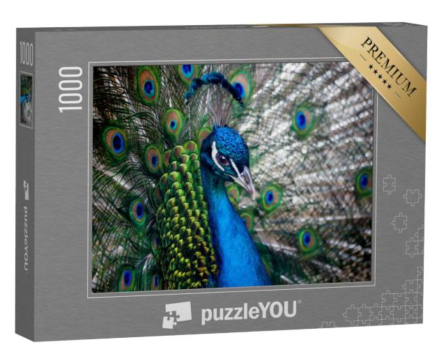 Puzzel 1000 stukjes „Mooie pauwenkop“