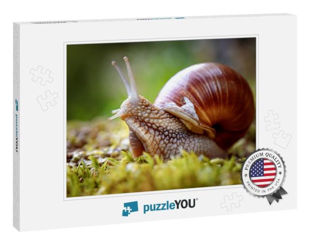 Helix Pomatia Also Roman Snail, Burgundy Snail, Edible Sn... Jigsaw Puzzle