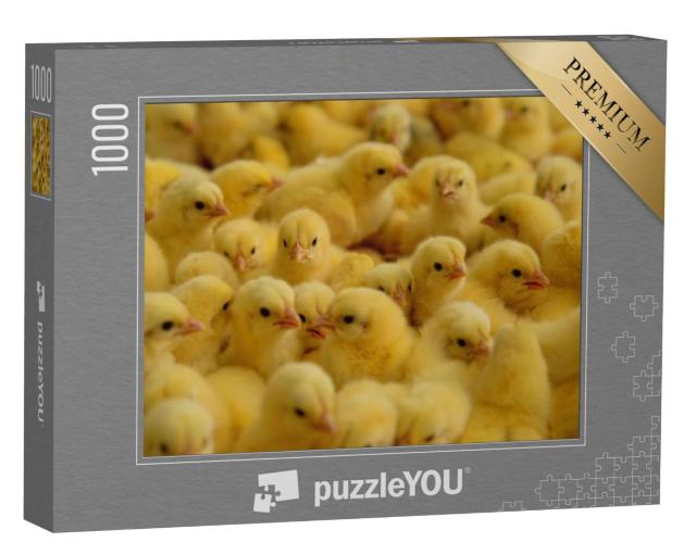 Puzzel 1000 stukjes „Kippen op een boerderij“