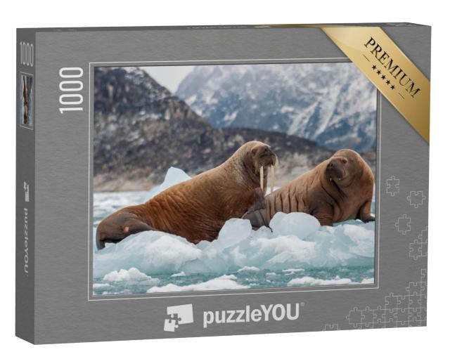 Puzzel 1000 stukjes „Walrus en zijn jong op het ijs van een fjord, Oost-Groenland“