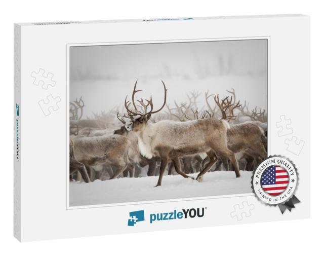 Reindeer Migration to Breeding Grounds... Jigsaw Puzzle