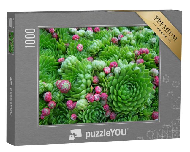 Puzzel 1000 stukjes „Prachtige vetplanten, weelderige groene planten met kleine bloemen“