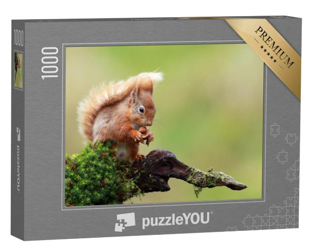 Puzzel 1000 stukjes „Rode eekhoorn“