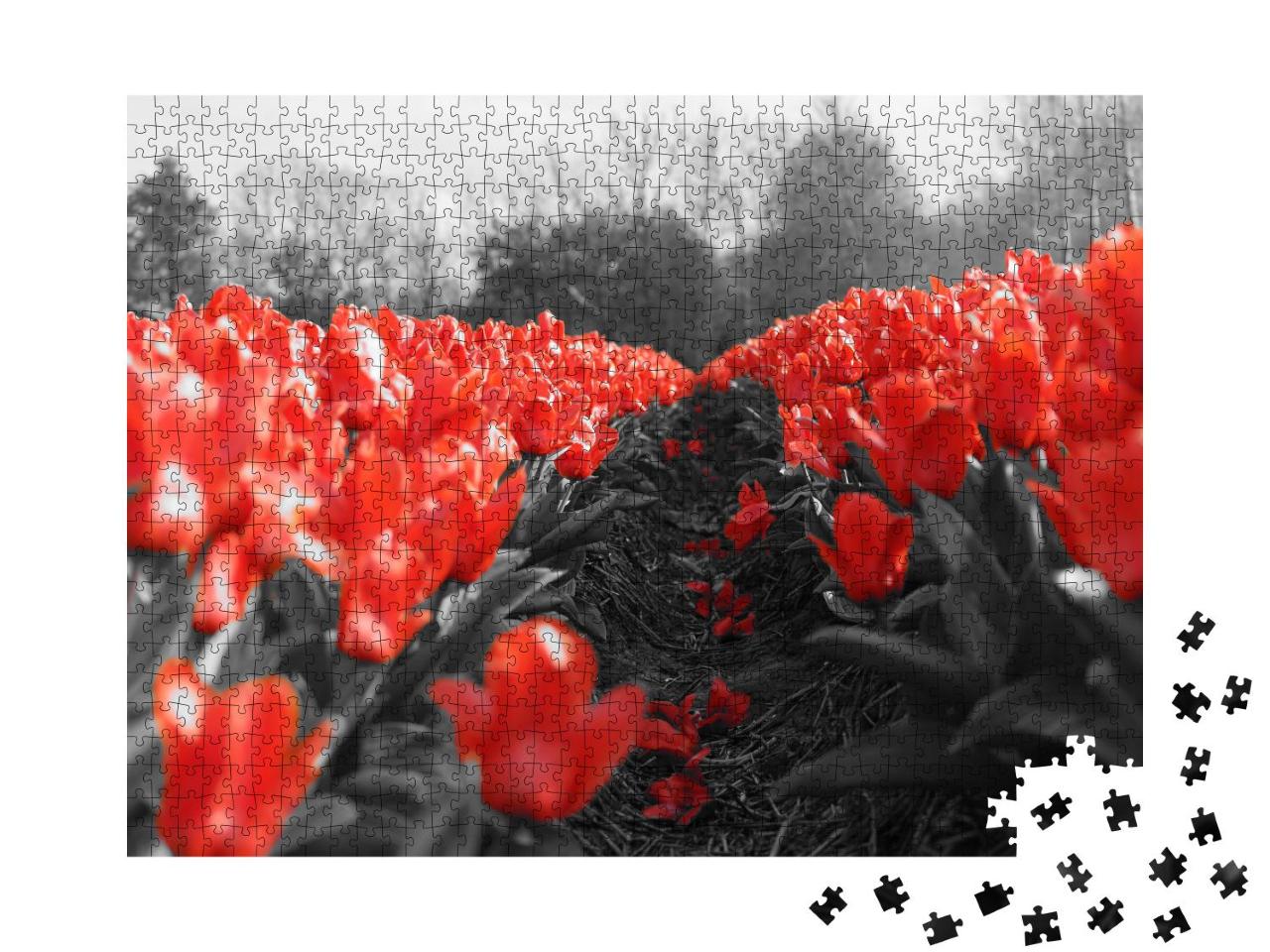Puzzle 1000 Teile „Rote Tulpen auf dem Feld“