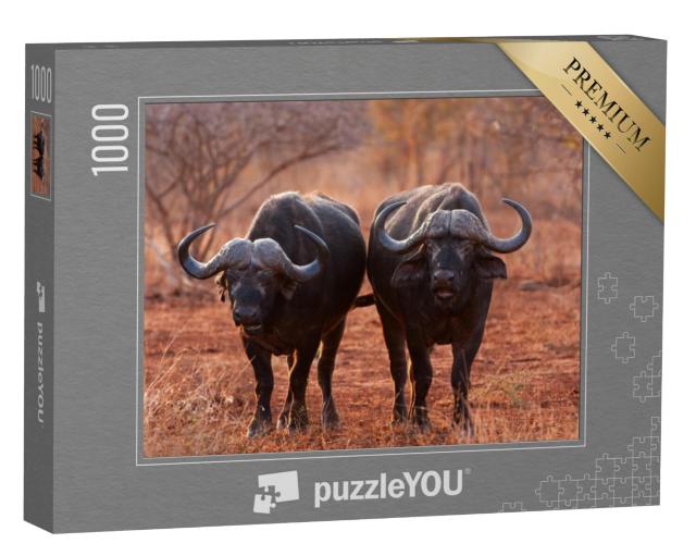 Puzzel 1000 stukjes „Afrikaanse buffel, Kaapse buffel, Kruger Nationaal Park, Zuid-Afrika“