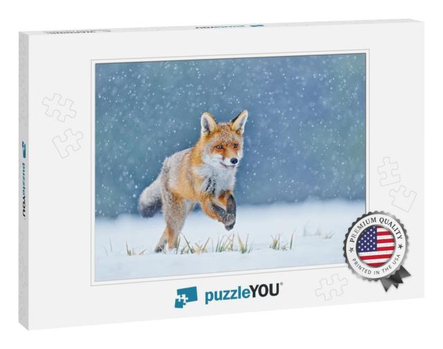 Fox on the Winter Forest Meadow, with White Snow. Red Fox... Jigsaw Puzzle
