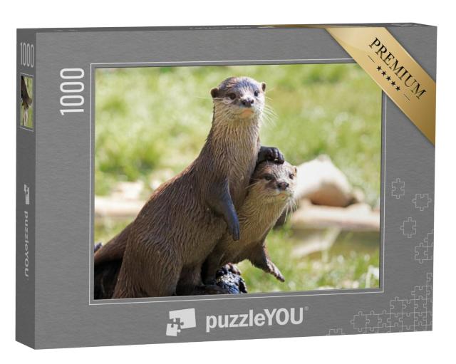 Puzzel 1000 stukjes „Twee aandachtige rivierotters“