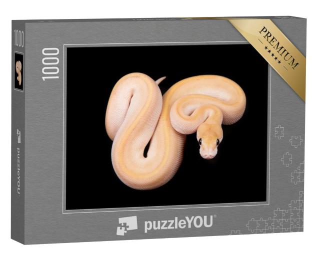 Puzzel 1000 stukjes „Kogelpython of koningspython met lichtgekleurde huid“