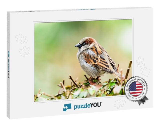 Sparrow Bird Perched Sitting on Tree Branch. Sparrow Song... Jigsaw Puzzle