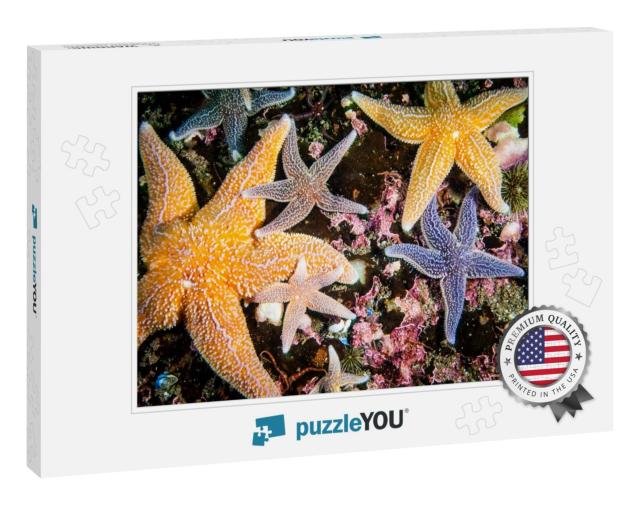 Common Starfish Underwater in the Gulf of St. Lawrence... Jigsaw Puzzle