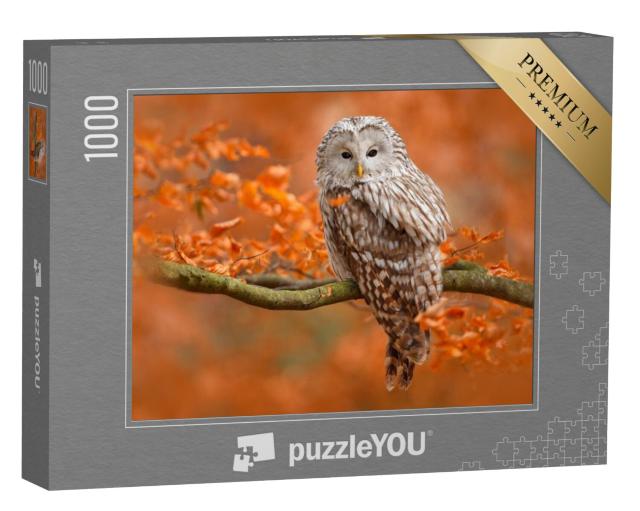 Puzzel 1000 stukjes „Herfstfoto met uil, Oeraluil, zittend op tak in eikenbos, Noorwegen“