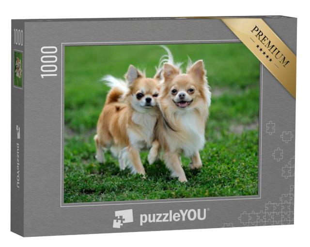 Puzzel 1000 stukjes „Twee langharige Chihuahua-honden in het groene zomergras“