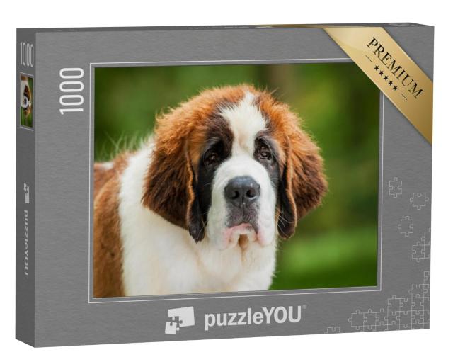 Puzzel 1000 stukjes „Portret van een sint-bernard puppy“