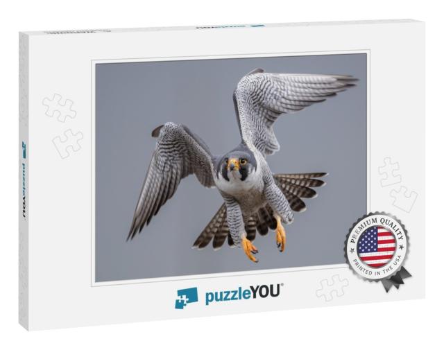 Peregrine Falcon in Flight... Jigsaw Puzzle